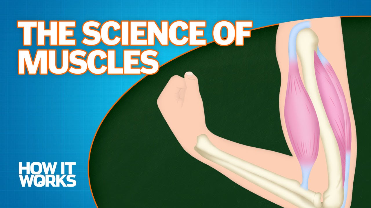 The Science of Muscles - YouTube