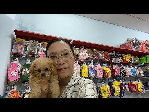 LIVESTREAM LoHa Pet Shop Bán chó phốc sóc, mèo chân lùn, hamster và vật dụng