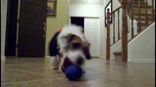 Jesse the Energetic Jack Russell Terrier