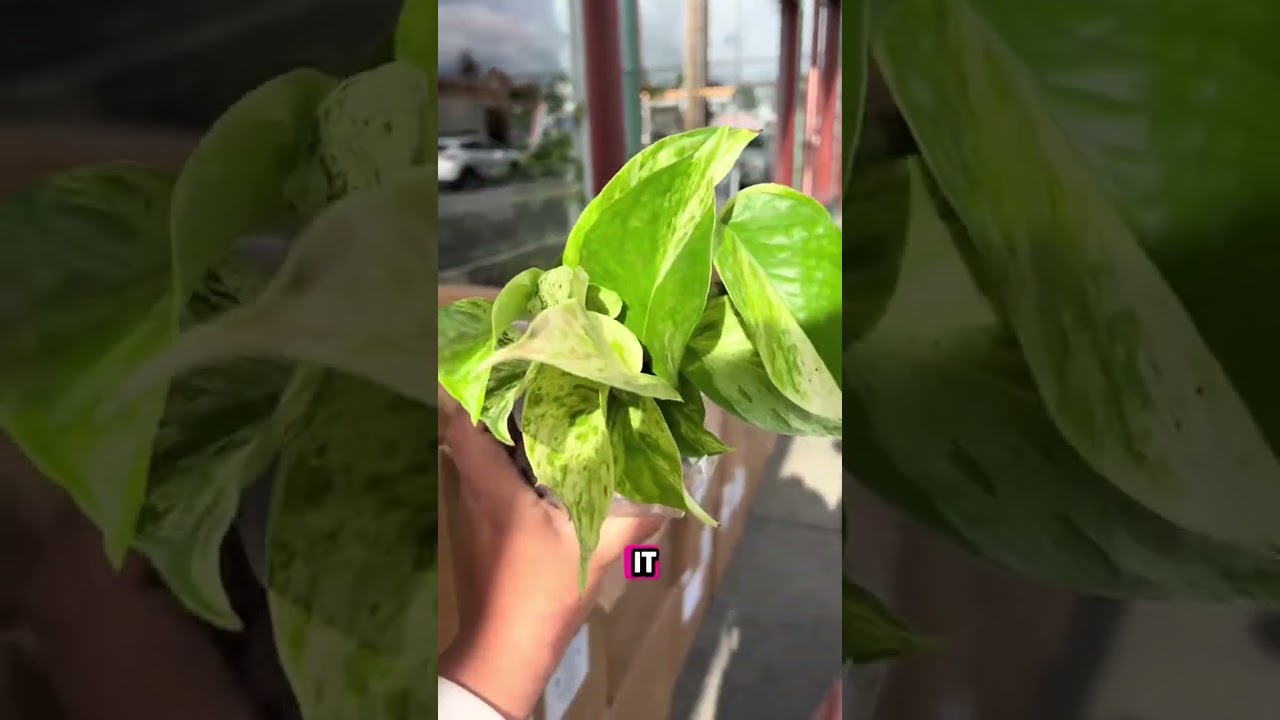 Lets pick some beautiful houseplants for this Mystery Plant Box 🌿✨🌱 