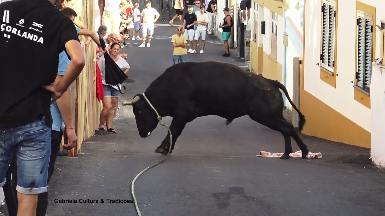 Biscoitinho - Touros Ganadaria FP (49,50,40,65) - 9/8/2025 - Ilha Terceira - Açores
