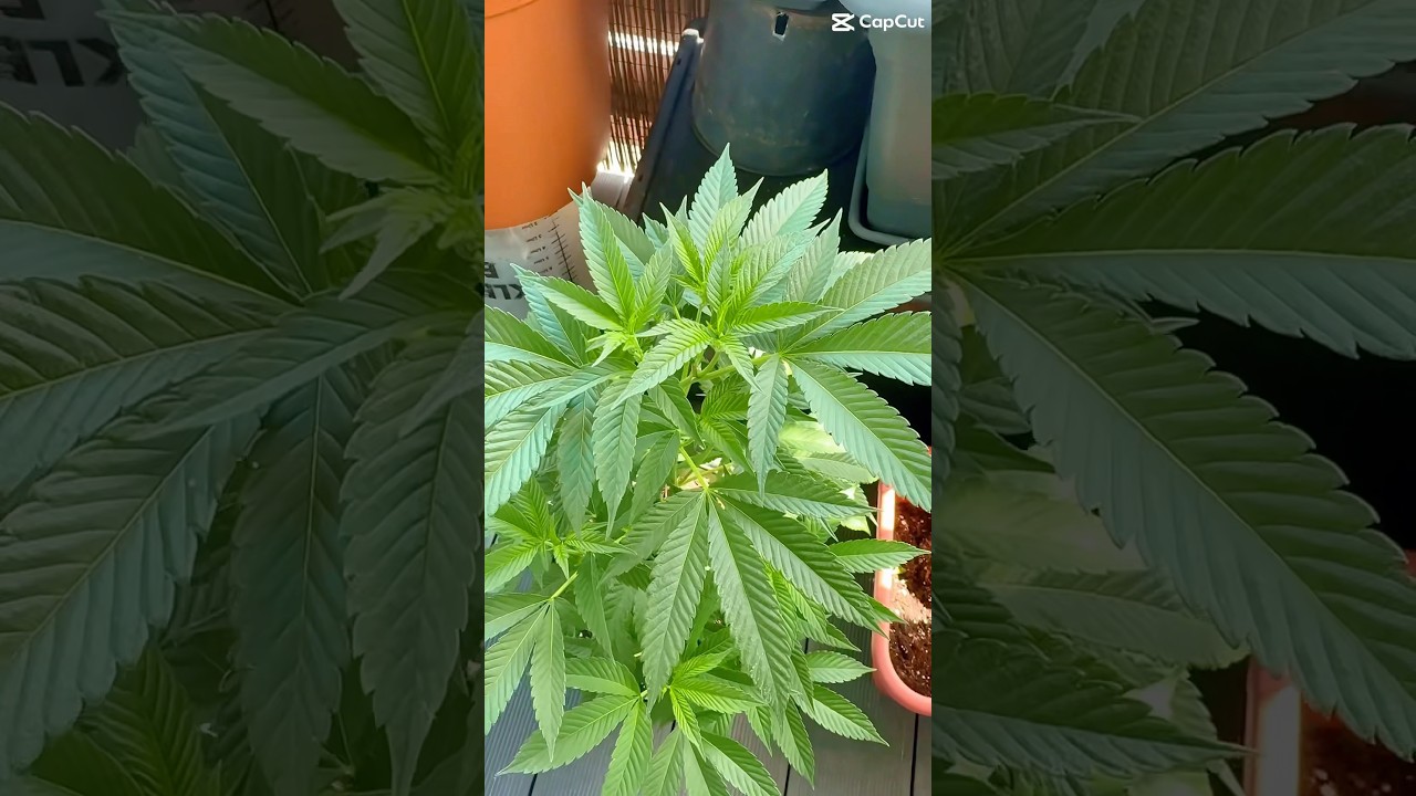Balkongrow Steckling umtopfen 🥦