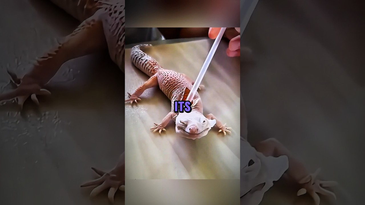 Don't Pull! 🦎🚫 | The Danger of Stuck Shed #gadgets #facts #facts