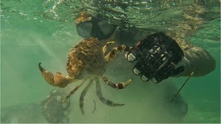 HOW TO CATCH STONE CRABS BY HAND//CATCH AND COOK