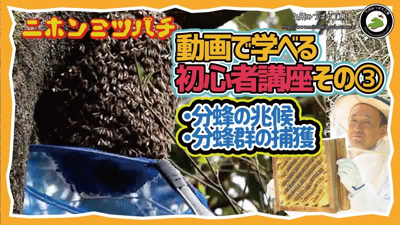 日本ミツバチ　今年入居１群 ニホンミツバチ#3】ひと群入居確定❗️入居前と入居後、ミツバチの行動