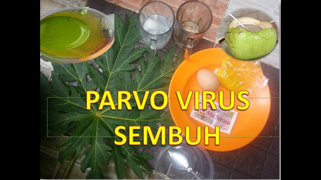 Ramuan penyembuh  PARVO VIRUS pada anjing