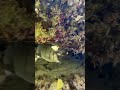 When you realize that you are not alone in the shallow water, Seychelles