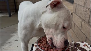 Satisfying Pitbull ASMR: Bane Vs SUPER Crunchy Kibble Bits (ASMR Chewing Sounds🎙️🐶)