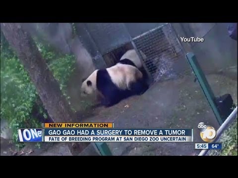 Video Gao Gao undergoes surgery to remove tumor - youtube