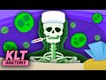 What Happens In YOUR Body When You Have A Cold? | KLT Anatomy