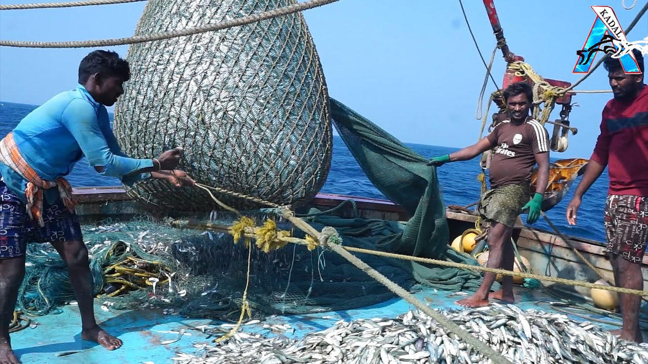Fish Getting Hunted Lot of fishes Hunted in Sea Boat || Sea Fishing || #fishing @KadalTv ...