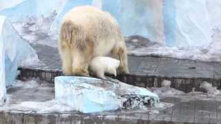 Белый медвежонок с мамой в новосибирском зоопарке