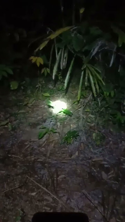 cari buah kuini yang sudah jatuh di malam hari