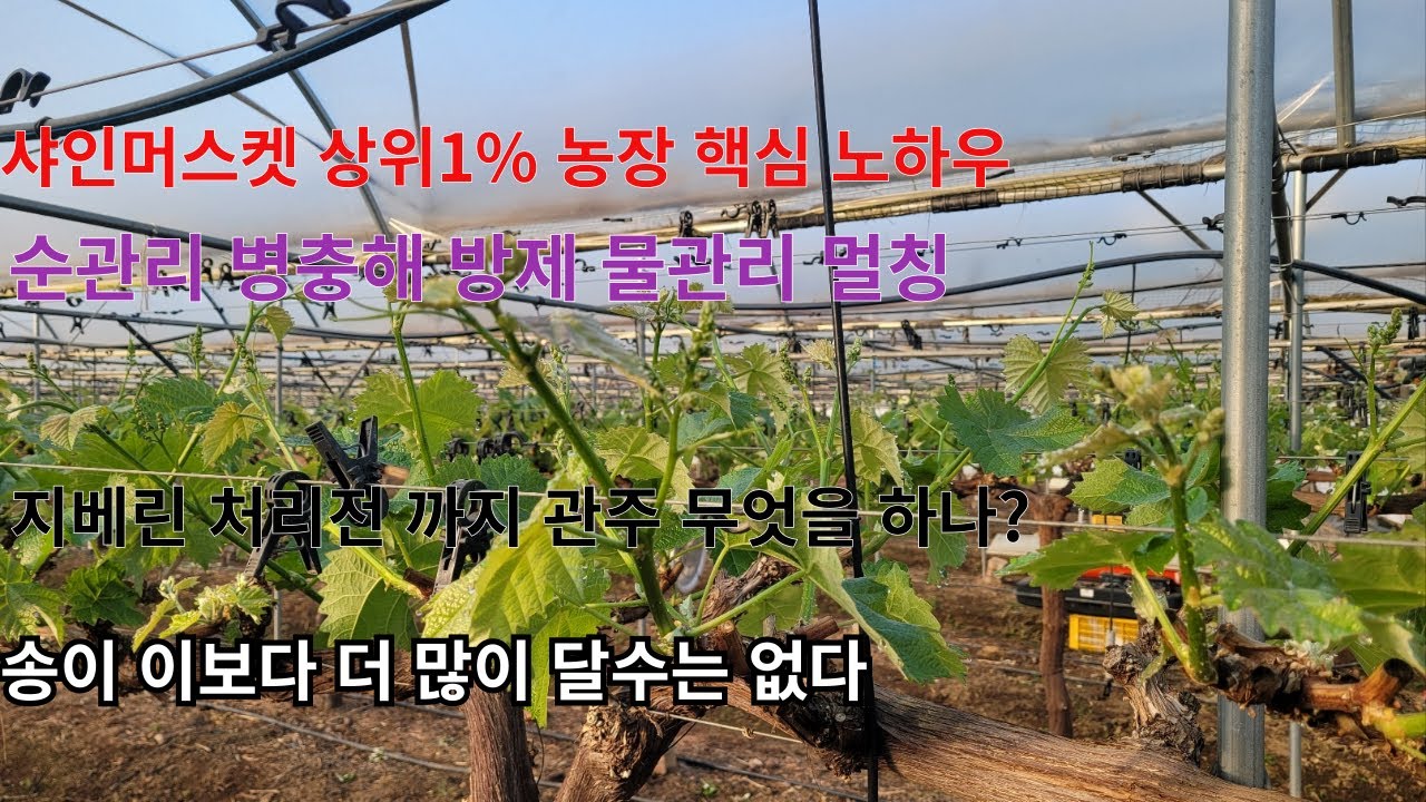 샤인머스켓 대한민국 상위 1% 농사짓기 4월 5월 핵심 노하우 순관리 냉해예방  병충해 방제