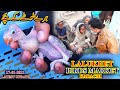 Lalukhet Birds Market 17-1-2021Gray Parrots Raw parrots and Ring Neck Chicks Latest Updates