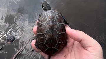 Thả rùa về với mẹ thiên nhiên #Chú đại bi (tiếng Phạn)