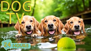 DOG TV: Best Videos Entertain for Dogs to Watch Anti-Anxiety All Day - Happy Music for Dogs screenshot 5