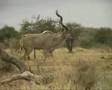 Majestic Kudu in Krugerpark