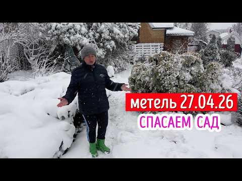 И зачем мы только всё раскрыли? Опять всё сгорело, да ещё и замело! СПАСАЕМ САД!
