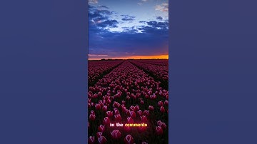 Beautiful place on earth|Amazing Tulip Fields #shorts #travel#beautiful #tulip  #netherlands