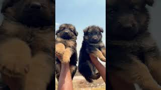 long coat GSD puppy available #viral #shortsfeed #gsds #puppy