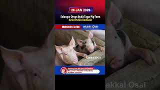 Selangor Drops Bukit Tagar Pig Farm Amid Public Backlash