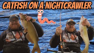 Saginaw River Catfish On Night Crawlers