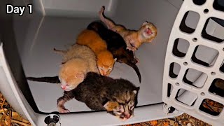 Story of the rescued stray mother cat and her newborn kittens.....