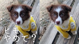 【平和】おさんぽ練習したくない！ボーダーコリー2ヶ月子犬/Border Collie Puppy by ゆに&メッシ.DOG&CAT 1,040 views 2 years ago 3 minutes, 51 seconds