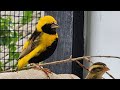 Australian finch show expo footage  new birds what did i buy finches newbirds birdshow