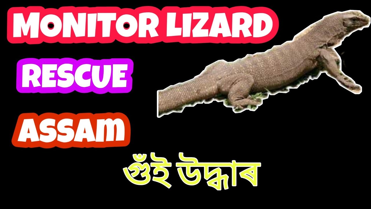 save wildlife wikipedia Monitor lizard rescue || Easy and safe way || অসমত উদ্ধাৰ গুঁই।।