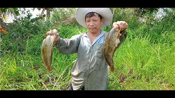 Bắt cá trê - cá lóc - cá rô mề khủng ở cái mương đầy cỏ | Catch catfish - catch snakehead