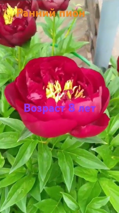 #пион #пионы #дача #дачныеистории #garden #дачныйсезон #сад # ...
