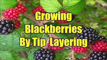 Blackberry Propagation By Tip Layering: How To Grow Blackberries By Tip Layering