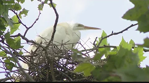Colony of herons and egrets nests in Central West End