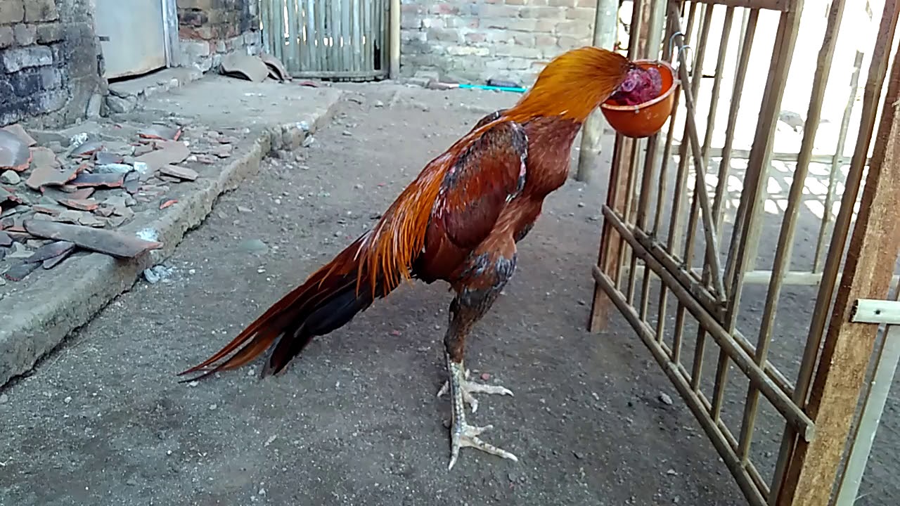 ayam bangkok ekor lidi || Tombak 
