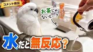 いつもの急須で水を入れたら静かすぎるゆきまる氏