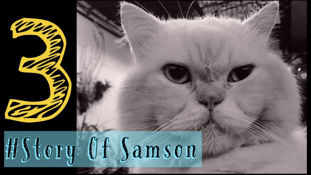 Cerita Kucing Cerita Cito Dan Temon Youtube