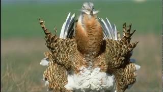 EVOLUTION EXTINCTION NOVA DOCUMENTARY History Discovery Life ★ Extinction Channel