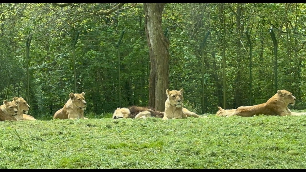 WARMINSTER,UK |LONGLEAT SAFARI PARK-A DAY TOUR|A MUST VISIT WHEN YOU ARE IN ENGLAND|WILDLIFE