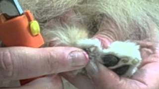 Midland Animal Clinic "How to trim your dogs nails"