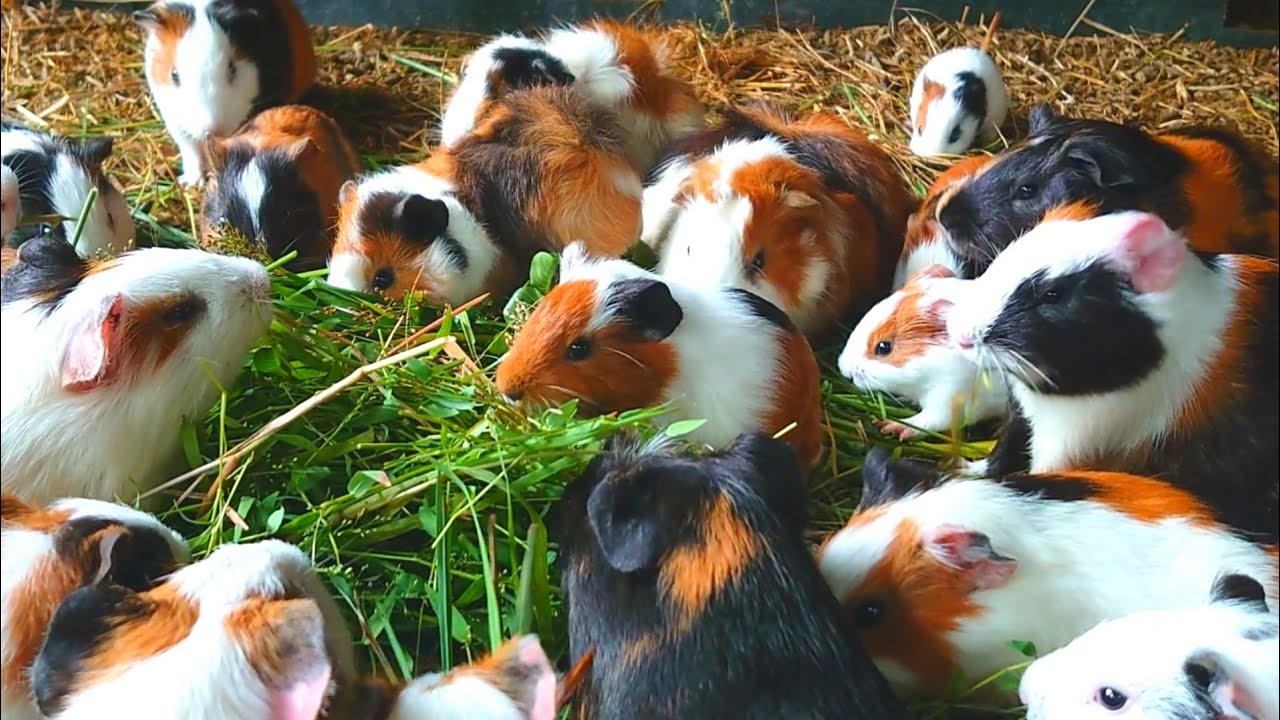Guinea pigs eating asmr,guinea pig videos, feeding Guinea pigs to animals , asmr food mukbangs 