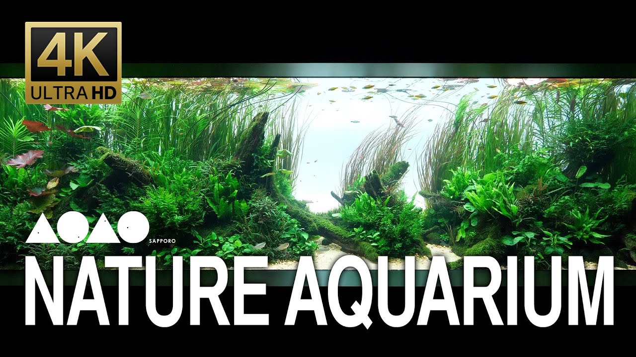 [ADAview] -4K- AOAO SAPPORO Nature Aquarium 都市型水族館「AOAO SAPPORO」ネイチャーアクアリウム