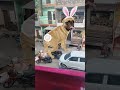 dog dance #shortsfeed #viralvideo