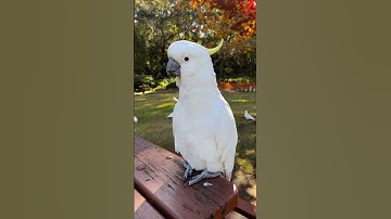 Ecotherapy 365/291 : Don’t Be A Galah