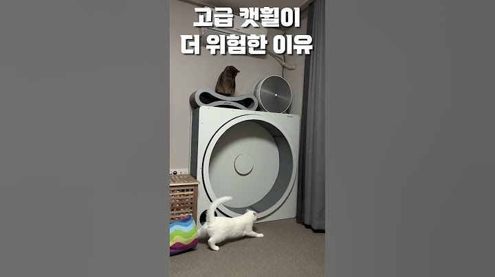 이 캣휠은 고양이를 분해 합니다🐈 밤마다 잠 안자는 고양이에게 무소음 캣휠 사줬더니 벌어진 일🪄 스코티시폴드는 원래 달리기 좋아하나요?