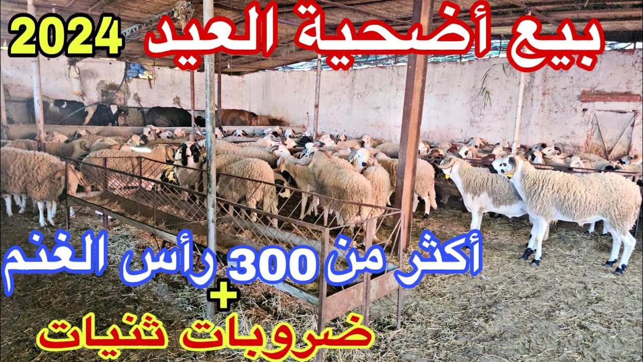 إنطلاق💥عملية بيع أضحية العيد 🇲🇦2024 نواحي سلا (سيدي براهيم بولعجول)📞06.50.63.46.46 ألو سي جمال