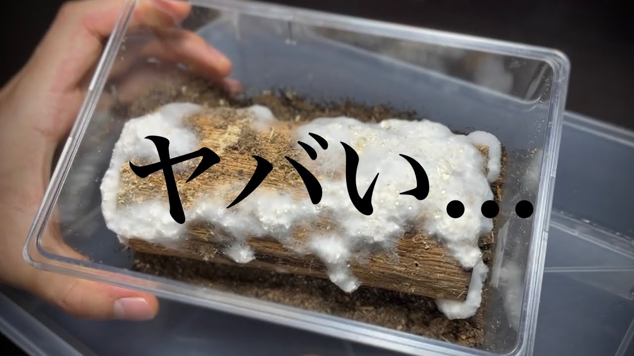 An abnormal situation The result of identifying the egg-laying