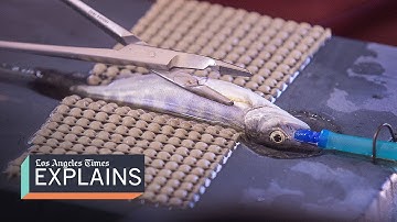 Can California save its endangered salmon?