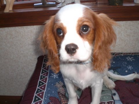 cockapoo cavalier puppies